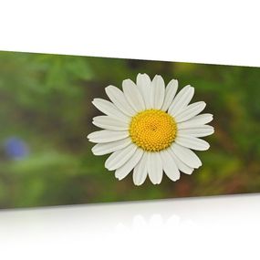 Obraz kvet margarétky - 120x60