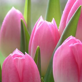 Fototapeta Ružové tulipány 86 - latexová