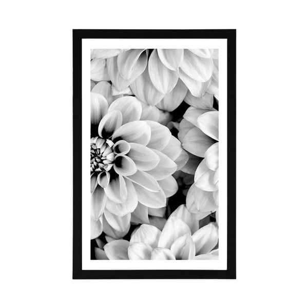 Plagát s paspartou kvety dálie v čiernobielom prevedení