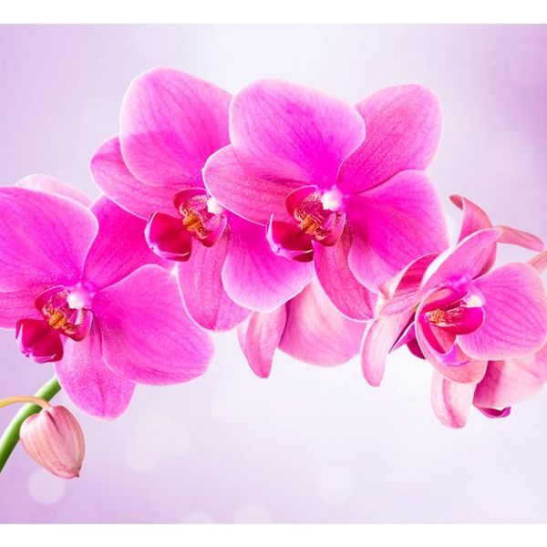 Samolepiaca tapeta ružová orchidea - Thoughtfulness - 147x105