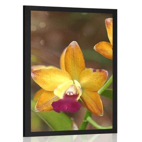 Plagát oranžová orchidea - 40x60 black