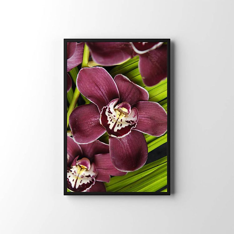 Plagát Orchidea zv6057
