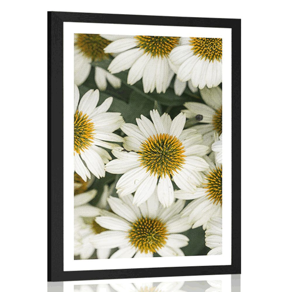 Plagát s paspartou liečivé kvety harmančeka - 30x45 white