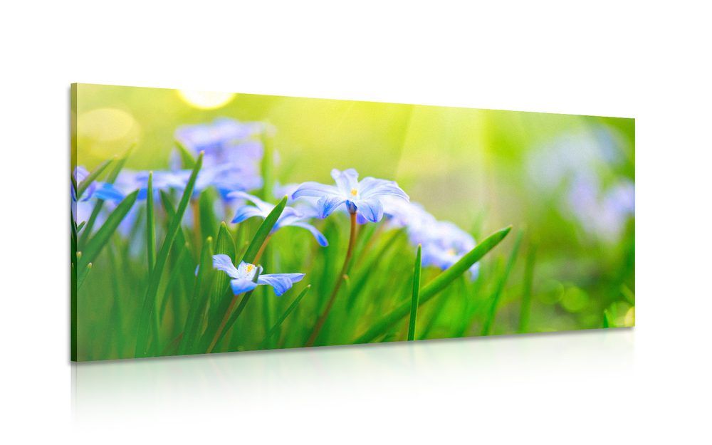 Obraz kvety na lúke v jarnom období - 120x60