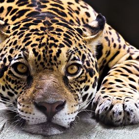 Jaguar - fototapeta FS0225