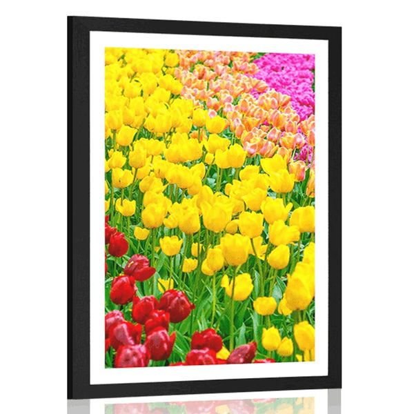 Plagát s paspartou záhrada plná tulipánov - 60x90 black
