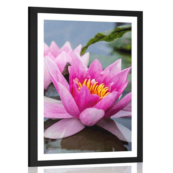 Plagát s paspartou ružový lotosový kvet - 60x90 black