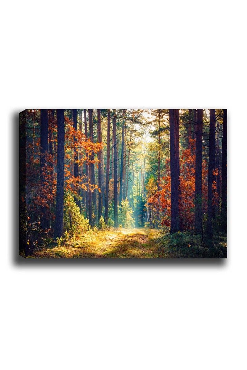 Obraz na plátne Miracle forest 50x70 cm