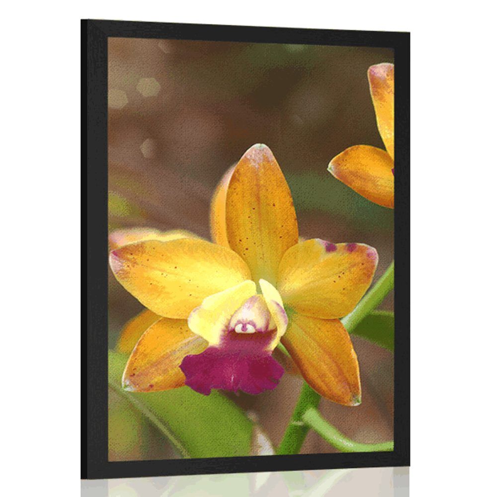 Plagát oranžová orchidea - 30x45 black