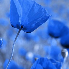 Obraz na stenu - Modré Kvety zv24066