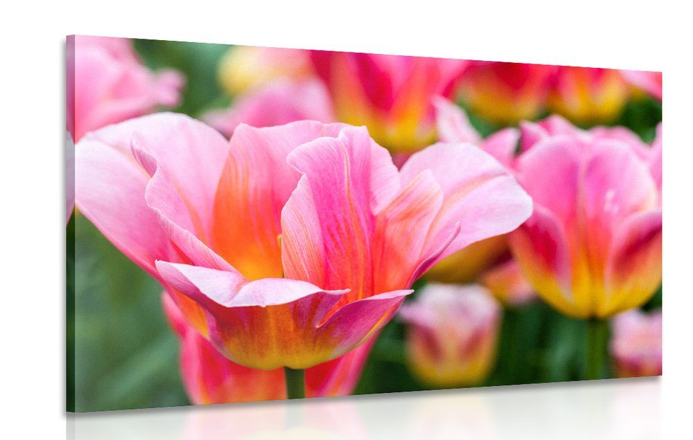 Obraz lúka ružových tulipánov - 60x40