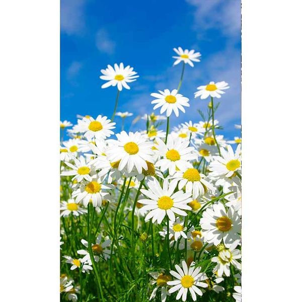 MS-2-0135 Vliesová obrazová fototapeta Daisies, veľkosť 150 x 250 cm