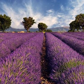 Fototapeta Levanduľové pole  - Provence Francúzsko 3210 - vliesová