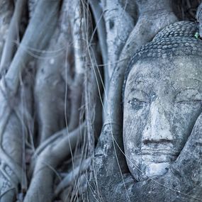 Fototapeta Budha v koreňoch stromu 3271 - samolepiaca
