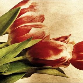 Tulipány Obrazy zs269