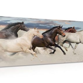 Obraz stádo koní - 120x60