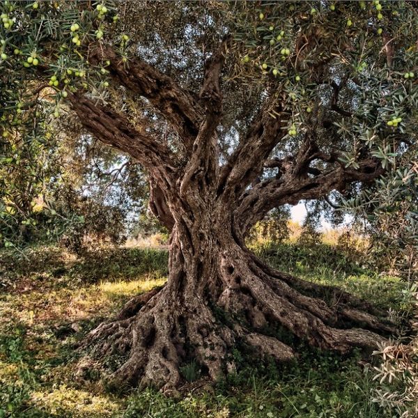 KOMR 135-8 Obrazová fototapeta Komar Olive Tree - olivovník toskánsky, veľkosť 368 x 254 cm