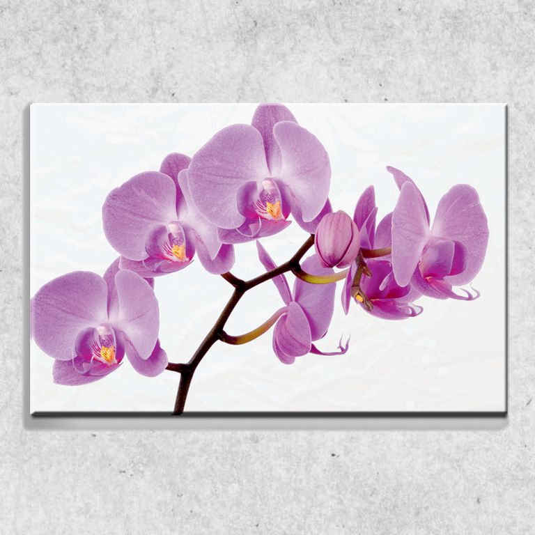Foto na plátne Ružová orchidea 90x60 cm