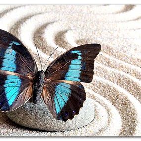 Obraz Motýľ s tyrkysovými krídlami zs29068
