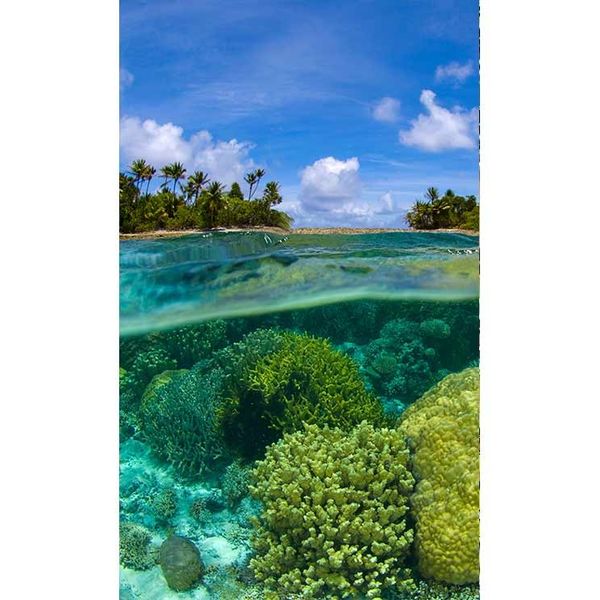 MS-2-0200 Vliesová obrazová fototapeta Coral Reef, veľkosť 150 x 250 cm