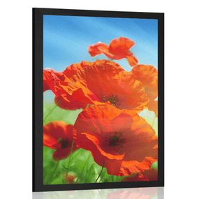 Plagát vlčí mak na lúke - 40x60 black