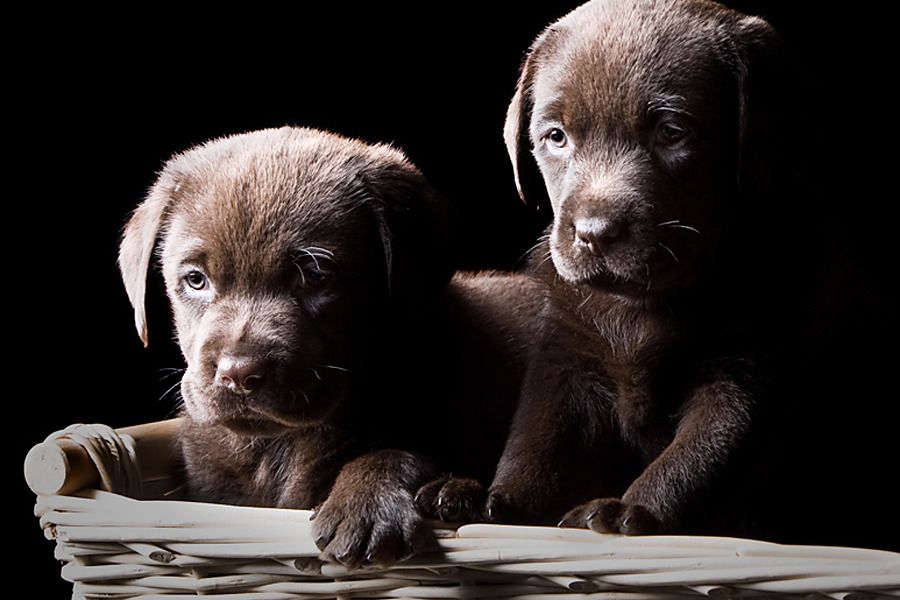 Fototapeta Šteniatka labradora 3173 - vliesová