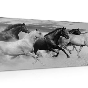Obraz stádo koní v čiernobielom prevedení