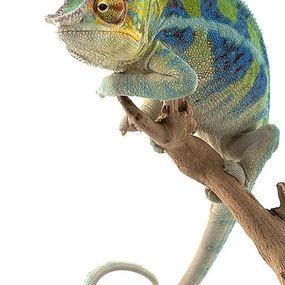 Lenivý Chameleon - fototapeta FM0575