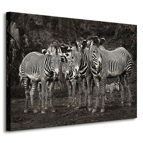 Zebras - Obraz na płótnie WDC42598