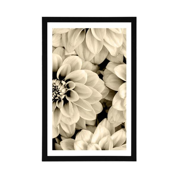Plagát s paspartou kvety dálie v sépiovom prevedení - 20x30 black