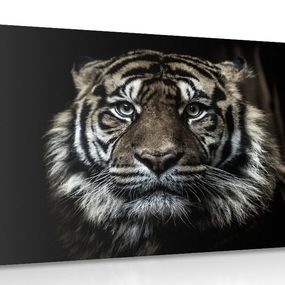 Obraz tiger - 120x80