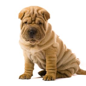 Fototapeta Psík Sharpei 3182 - samolepiaca