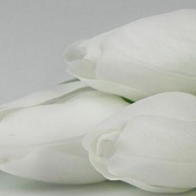 Tulipán kus 40cm biely F244-W1