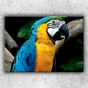 Foto na plátne Modrý papagáj ara 70x50 cm