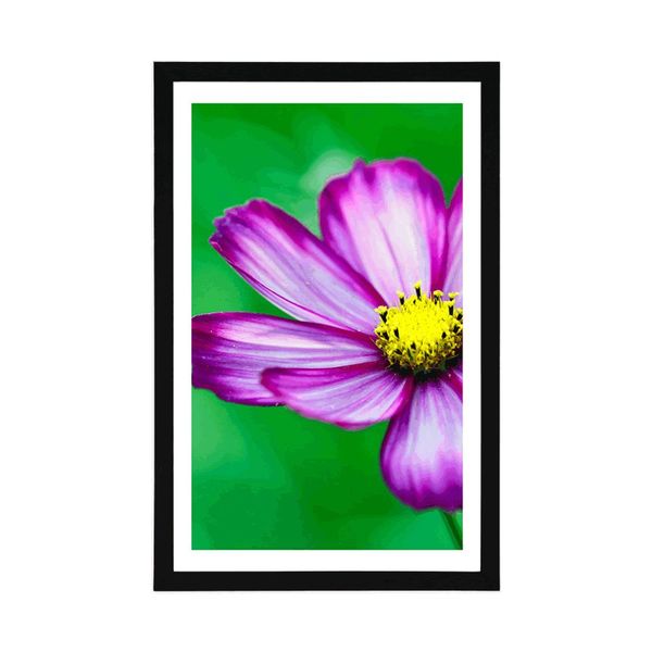 Plagát s paspartou záhradný kvet krasuľky - 40x60 white