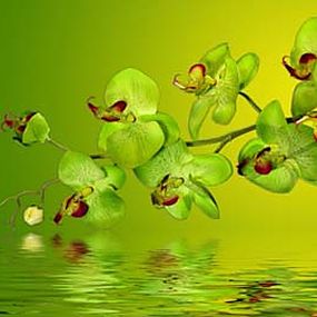 Obraz Kvety - Orchidea Zelená zs18638