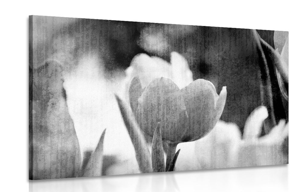 Obraz lúka tulipánov v retro štýle v čiernobielom prevedení