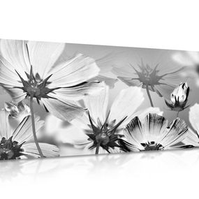 Obraz záhradné kvety v čiernobielom prevedení - 120x60