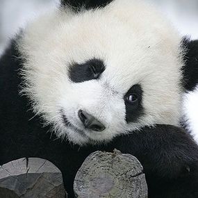 Panda - fototapeta FS0375