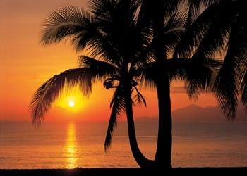 Komar 8-255 Fototapeta Palmy Beach Sunrise 368 cm x 254 cm