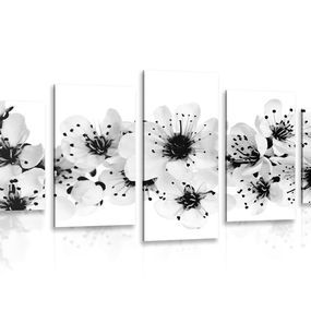 5-dielny obraz čerešňové kvety v čiernobielom prevedení - 100x50