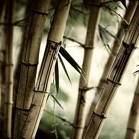 Fototapeta Bambus 3257 - vinylová