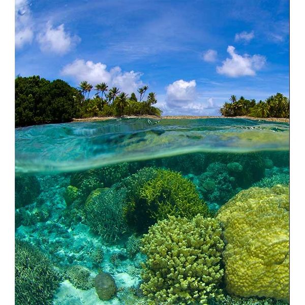 MS-3-0200 Vliesová obrazová fototapeta Coral Reef, veľkosť 225 x 250 cm