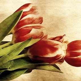 Tapety s kvetmi Kytica tulipánov 269 - samolepiaca na stenu