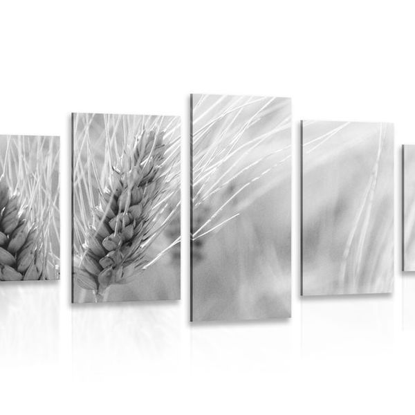5-dielny obraz pšeničné pole v čiernobielom prevedení - 200x100