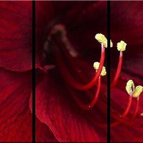 Červený Kvet 3 dielny obraz 190t