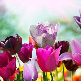 Farebné tulipány - fototapeta 366x254 cm FXL0721