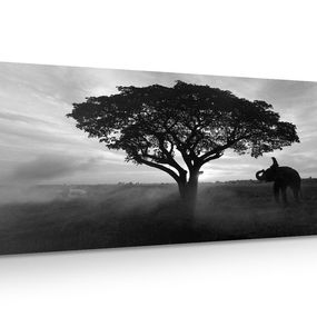 Obraz slon pri východe slnka v čiernobielom prevedení