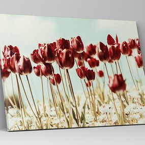 Obraz Krása tulipánov zs1021