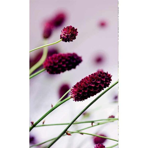 MS-2-0141 Vliesová obrazová fototapeta Floral Violet, veľkosť 150 x 250 cm